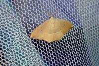 Watsonalla uncinula