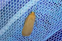 Katha depressa