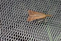 Synaphe punctalis