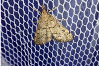 Metasia cuencalis bourgognei