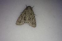 Acronicta aceris