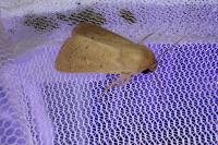 Mythimna ferrago