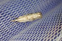 Catoptria falsella