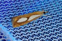 Catoptria pinella