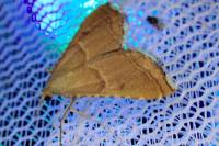 Endotricha flammealis