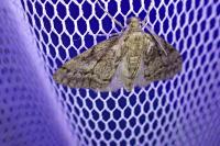 Tephronia sepiaria
