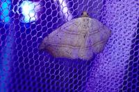 Laspeyria flexula