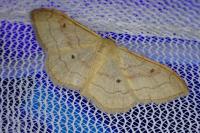 Idaea rubraria