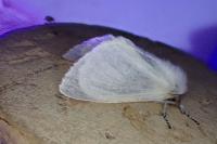 Leucoma salicis