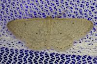 Idaea obsoletaria