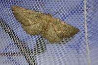 Nychiodes notarioi