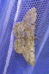 Hypomecis punctinalis