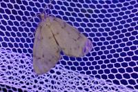 Paidia rica