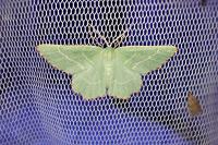 Thalera fimbrialis