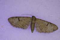 Eupithecia extraversaria