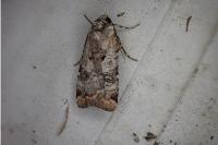 Epilecta linogrisea