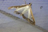 Cydalima perspectalis