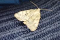 Cosmia trapezina