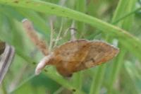 Endotricha flammealis