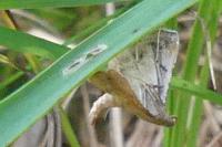 Endotricha flammealis