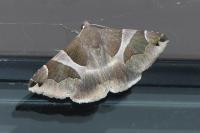 Dysgonia algira