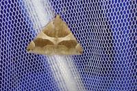 Dysgonia algira