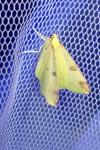 Opisthograptis luteolata