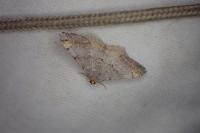 Macaria liturata