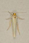 Eilema caniola