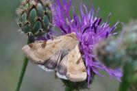Heliothis peltigera