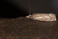 Catoptria luctiferella