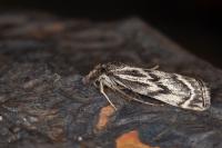 Catoptria muellerrutzi/zermattensis