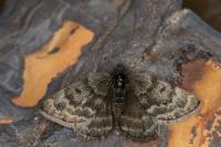 Psodos alticolaria