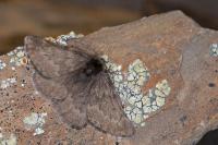 Sciadia tenebraria tenebraria