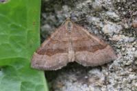 Scotopteryx chenopodiata