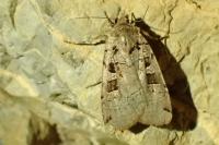 Xestia triangulum