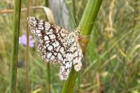 Chiasmia clathrata