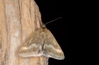Pyrausta aerealis