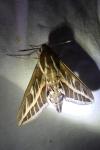 Hyles livornica