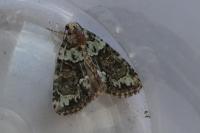 Cryphia algae/pallida/ochsi