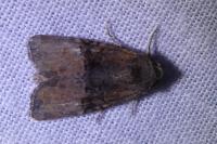 Mesoligia furuncula