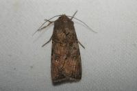 Agrotis segetum