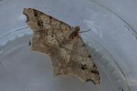 Macaria alternata