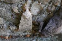 Caradrina clavipalpis