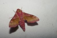 Deilephila porcellus