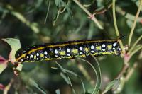 Hyles euphorbiae