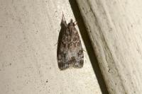 Eudonia mercurella
