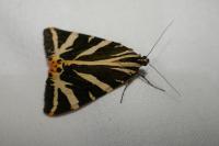 Euplagia quadripunctaria