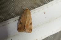 Heliothis peltigera