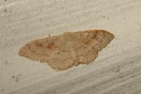 Idaea rubraria